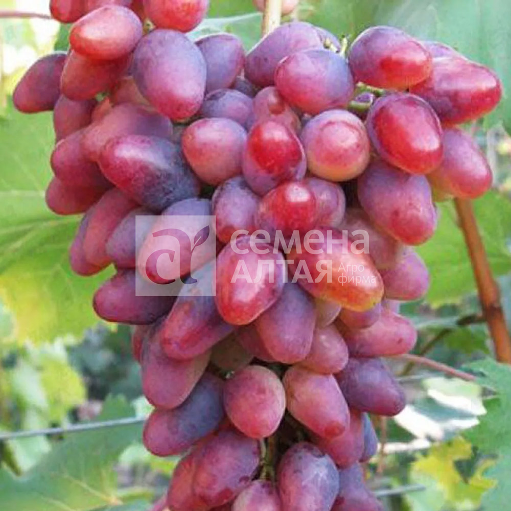 Виноград Арочный Семена Алтая