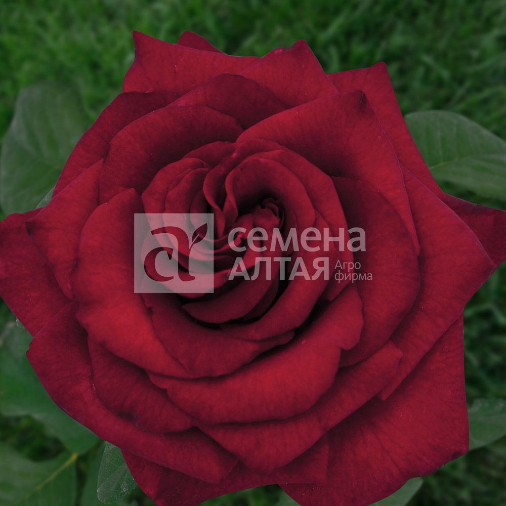 Роза Черная Магия Чайно-Гибридная СА