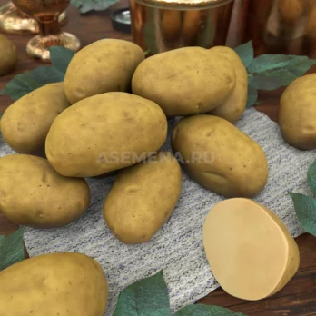 картофель тулеевский