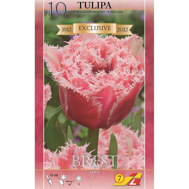 Тюльпан Махровый Брест