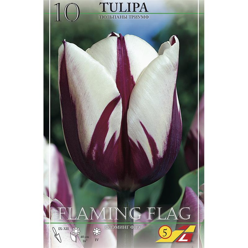 Тюльпан flaming flag фото и описание