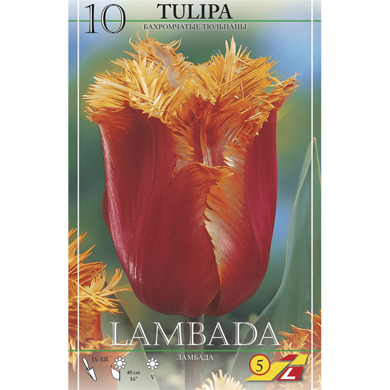 Тюльпан Бахромчатый Ламбада
