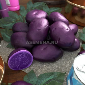 Картофель Майами Фиолетовый Сетка