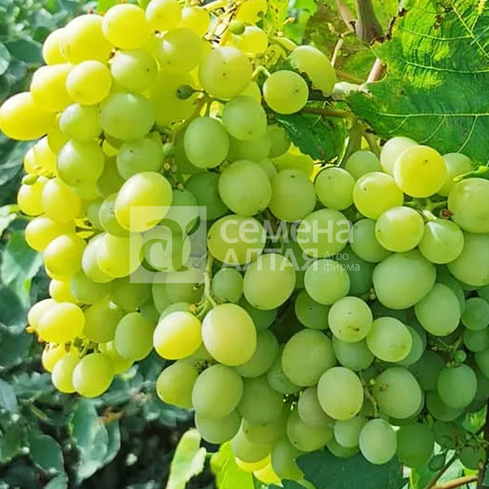 Виноград Алтайский Белый Семена Алтая