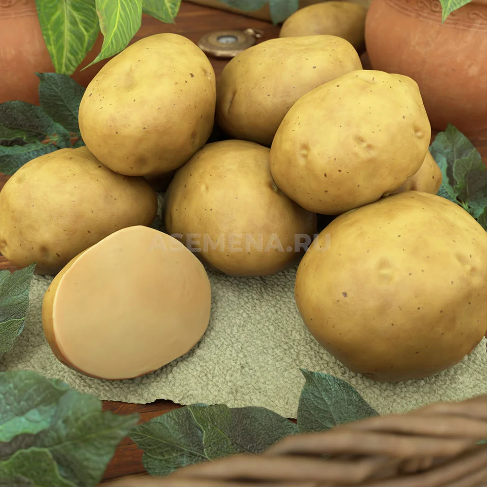 Картофель Лина